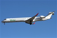 ©Alfonso Solís - Asociación Canary Islands Spotting. Click to see full size photo ©Alfonso Solís - Asociación Canary Islands Spotting. Click to see full size photo
