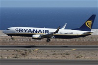 ©Alfonso Solís - Asociación Canary Islands Spotting. Click to see full size photo ©Alfonso Solís - Asociación Canary Islands Spotting. Click to see full size photo