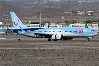 ©Alfonso Solís - Asociación Canary Islands Spotting. Click to see full size photo ©Alfonso Solís - Asociación Canary Islands Spotting. Click to see full size photo