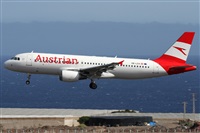 ©Alfonso Solís - Asociación Canary Islands Spotting. Click to see full size photo ©Alfonso Solís - Asociación Canary Islands Spotting. Click to see full size photo