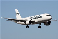 ©Alfonso Solís - Asociación Canary Islands Spotting. Click to see full size photo ©Alfonso Solís - Asociación Canary Islands Spotting. Click to see full size photo