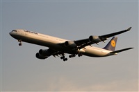 Javier de la Cruz - CANARY ISLANDS SPOTTING. Click to see full size photo