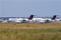 Javier de la Cruz - CANARY ISLANDS SPOTTING. Click to see full size photo