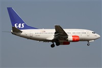 ©Alfonso Solís - Asociación Canary Islands Spotting. Click to see full size photo ©Alfonso Solís - Asociación Canary Islands Spotting. Click to see full size photo