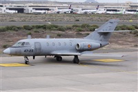©Alfonso Solís - Asociación Canary Islands Spotting. Click to see full size photo ©Alfonso Solís - Asociación Canary Islands Spotting. Click to see full size photo