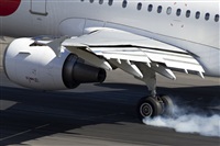 Rui Alves - Madeira Spotters. Click to see full size photo