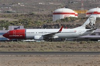 ©Alfonso Solís - Asociación Canary Islands Spotting. Click to see full size photo ©Alfonso Solís - Asociación Canary Islands Spotting. Click to see full size photo