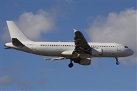 ©Alfonso Solís - Asociación Canary Islands Spotting. Click to see full size photo ©Alfonso Solís - Asociación Canary Islands Spotting. Click to see full size photo