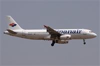 ©Alfonso Solís - Asociación Canary Islands Spotting. Click to see full size photo ©Alfonso Solís - Asociación Canary Islands Spotting. Click to see full size photo