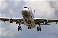 Javier de la Cruz - CANARY ISLANDS SPOTTING. Click to see full size photo