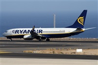 ©Alfonso Solís - Asociación Canary Islands Spotting. Click to see full size photo ©Alfonso Solís - Asociación Canary Islands Spotting. Click to see full size photo