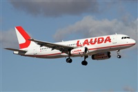 ©Alfonso Solís - Asociación Canary Islands Spotting. Click to see full size photo ©Alfonso Solís - Asociación Canary Islands Spotting. Click to see full size photo