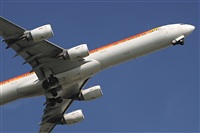 ©J M Sabina-Asociación Canary Islands Spotting. Click to see full size photo ©J M Sabina-Asociación Canary Islands Spotting. Click to see full size photo