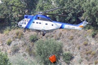 Nacho Rodriguez - Canary Islands Spotting. Click to see full size photo