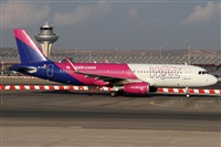 ©Alfonso Solís - Asociación Canary Islands Spotting. Click to see full size photo ©Alfonso Solís - Asociación Canary Islands Spotting. Click to see full size photo