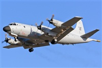 Adolfo Bento - Gran Canaria Spotters. Haz click para ampliar