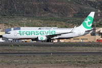©Alfonso Solís - Asociación Canary Islands Spotting. Click to see full size photo ©Alfonso Solís - Asociación Canary Islands Spotting. Click to see full size photo