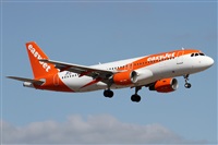 ©Alfonso Solís - Asociación Canary Islands Spotting. Click to see full size photo ©Alfonso Solís - Asociación Canary Islands Spotting. Click to see full size photo