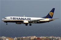 ©Alfonso Solís - Asociación Canary Islands Spotting. Click to see full size photo ©Alfonso Solís - Asociación Canary Islands Spotting. Click to see full size photo