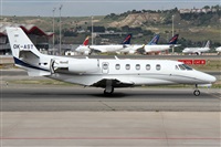 ©Alfonso Solís - Asociación Canary Islands Spotting. Click to see full size photo ©Alfonso Solís - Asociación Canary Islands Spotting. Click to see full size photo